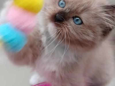 Sage's Cherubim Ragdoll Kittens - Ragdoll - Gallery Photo #1