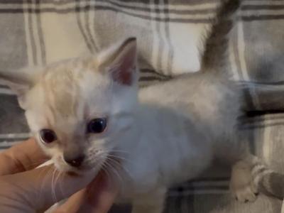 Snow Lynx Female - Bengal - Gallery Photo #1
