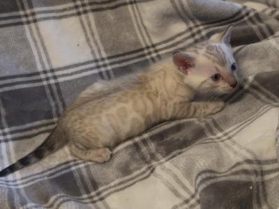 Sahara Male Snow - Bengal - Gallery Photo #1
