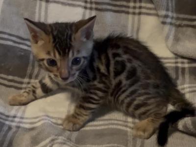 Sahara Male 1 - Bengal - Gallery Photo #1