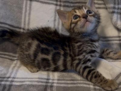 Sahara Babies - Bengal - Gallery Photo #1