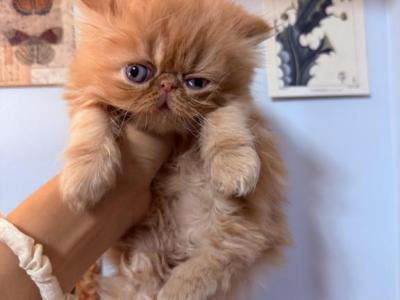 Saturninacats - Persian - Gallery Photo #1