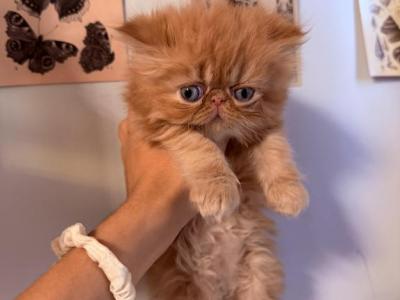 Saturninacattery - Persian - Gallery Photo #1