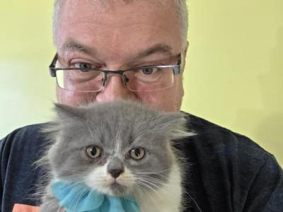 Persian Bicolor Boy Gray And White - Persian - Gallery Photo #1