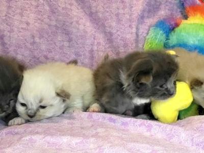 Ragdoll Litter - Ragdoll - Gallery Photo #1