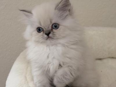 Sterling - Himalayan - Gallery Photo #1