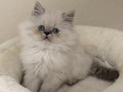 Ash - Himalayan - Gallery Photo #1