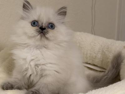 Frost - Himalayan - Gallery Photo #1