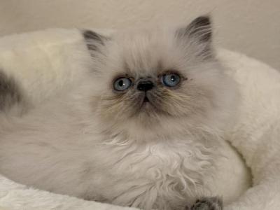 Hugo - Himalayan - Gallery Photo #1