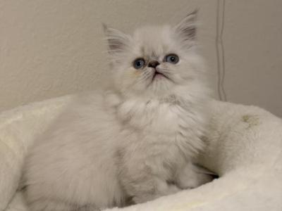 Pearl - Himalayan - Gallery Photo #1