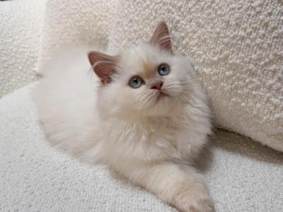 Fiona - Himalayan - Gallery Photo #1