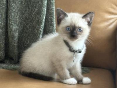 Gray Collar - Siamese - Gallery Photo #1