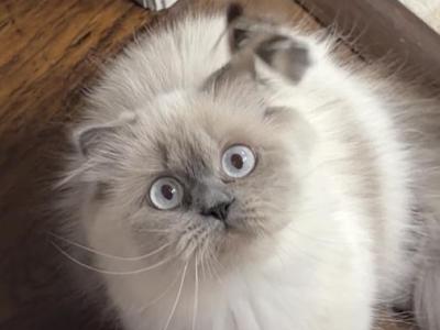 Dora - Scottish Fold - Gallery Photo #1