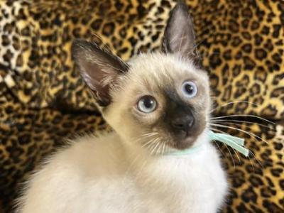 Luna - Siamese - Gallery Photo #1