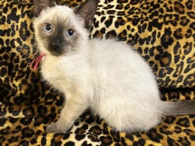Jasmine - Siamese - Gallery Photo #1