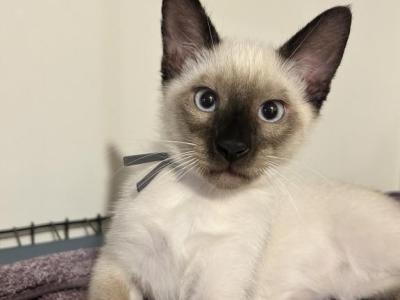 Romeo - Siamese - Gallery Photo #1