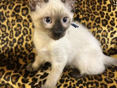 Valentino - Siamese - Gallery Photo #1