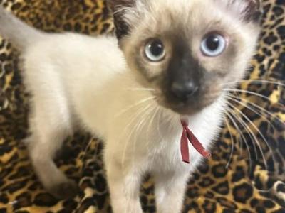 Sapphire - Siamese - Gallery Photo #1