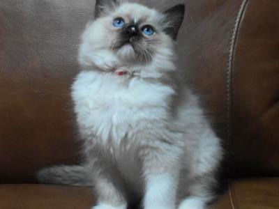 Red Boy - Ragdoll - Gallery Photo #1