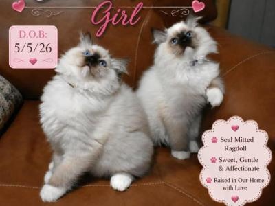Pink & Purple - Ragdoll - Gallery Photo #1