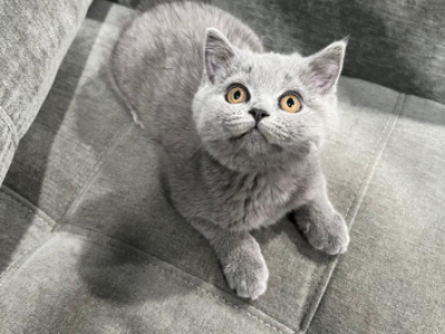 Lucy - British Shorthair - Gallery Photo #1