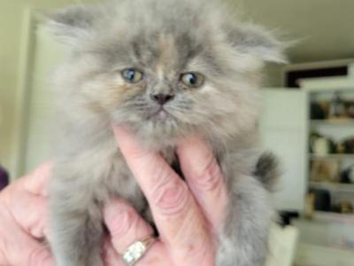 Grey - Persian - Gallery Photo #1