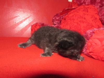 Kittens Deposit - Ragdoll - Gallery Photo #1