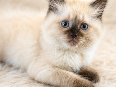 Cloudy - Himalayan - Gallery Photo #1
