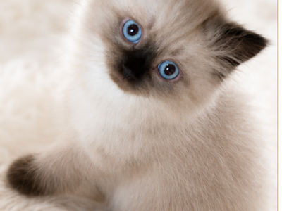 Bousy - Himalayan - Gallery Photo #1