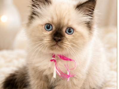 Pinkie - Himalayan - Gallery Photo #1