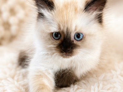 Blanky - Himalayan - Gallery Photo #1