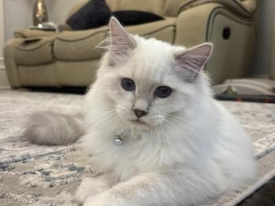 Tarzan - Ragdoll - Gallery Photo #1