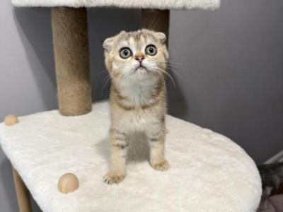 Nina - Scottish Fold - Gallery Photo #1