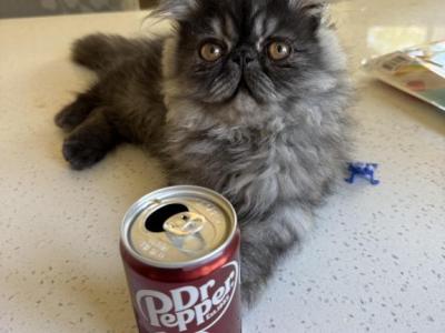 Freddy - Persian - Gallery Photo #1