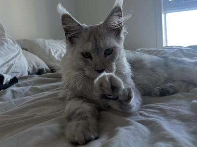 Odin - Maine Coon - Gallery Photo #1