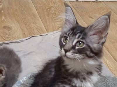 Atlas - Maine Coon - Gallery Photo #1