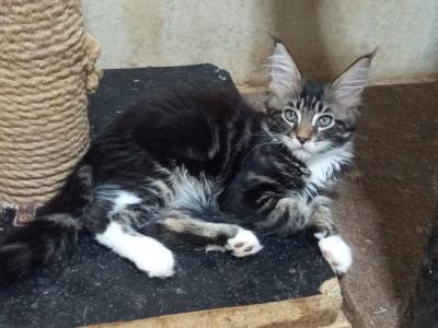 Orion - Maine Coon - Gallery Photo #1