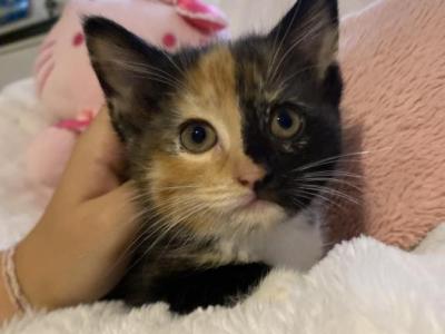 Bella - Maine Coon - Gallery Photo #1