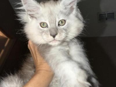 Silver Ticked Tabby Female - Maine Coon - Gallery Photo #1