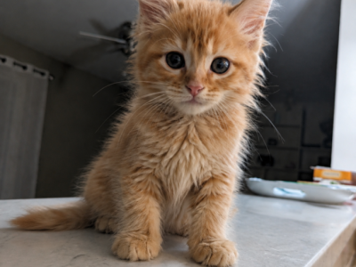 Garfield - Maine Coon - Gallery Photo #1