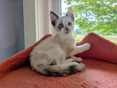 Tortie Pointed Female - Siamese - Gallery Photo #1