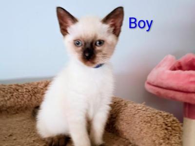 Sukies - Siamese - Gallery Photo #1