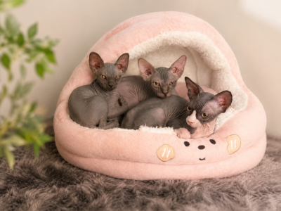 Stella - Sphynx - Gallery Photo #1