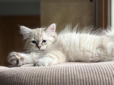 Jerry - Siberian - Gallery Photo #1