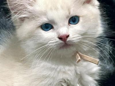RESERVED Habiba - Ragdoll - Gallery Photo #1