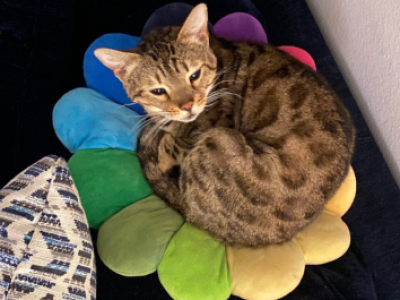 Kiki - Bengal - Gallery Photo #1