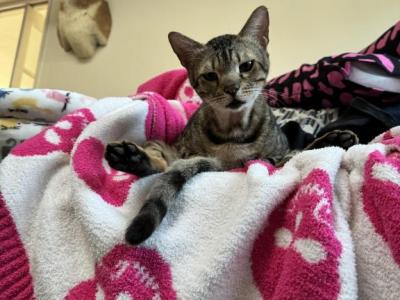 Kiki - Bengal - Gallery Photo #1