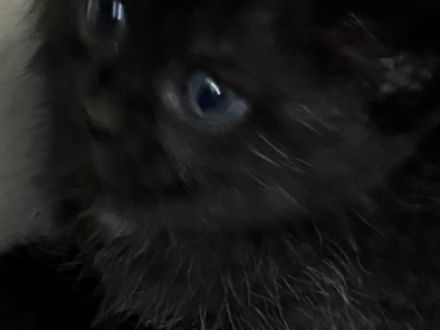 Baby - Scottish Fold - Gallery Photo #1