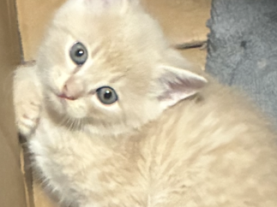 Cream - Scottish Fold - Gallery Photo #1