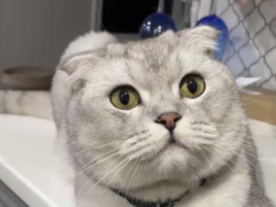 Moonie - Scottish Fold - Gallery Photo #1